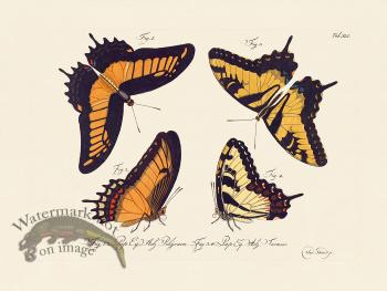 Jablonsky Butterfly 041
